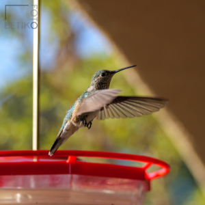 Hummingbird in flight -
Silver City, New Mexico, United States
