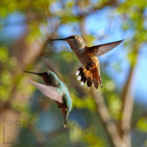 Pair of hummingbirds in flight -
Silver City, New Mexico, United States