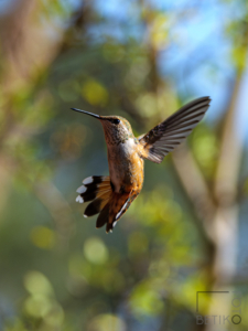 Hummingbird in flight -
Silver City, New Mexico, United States