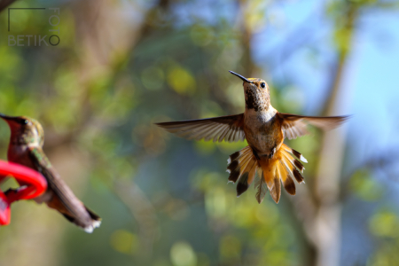 Hummingbird in flight -
Silver City, New Mexico, United States