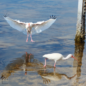 Ibis coming in for a landing -
Sanibel Island, Florida, United States