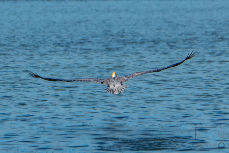 Pelican in flight -
Sanibel Island, Florida, United States